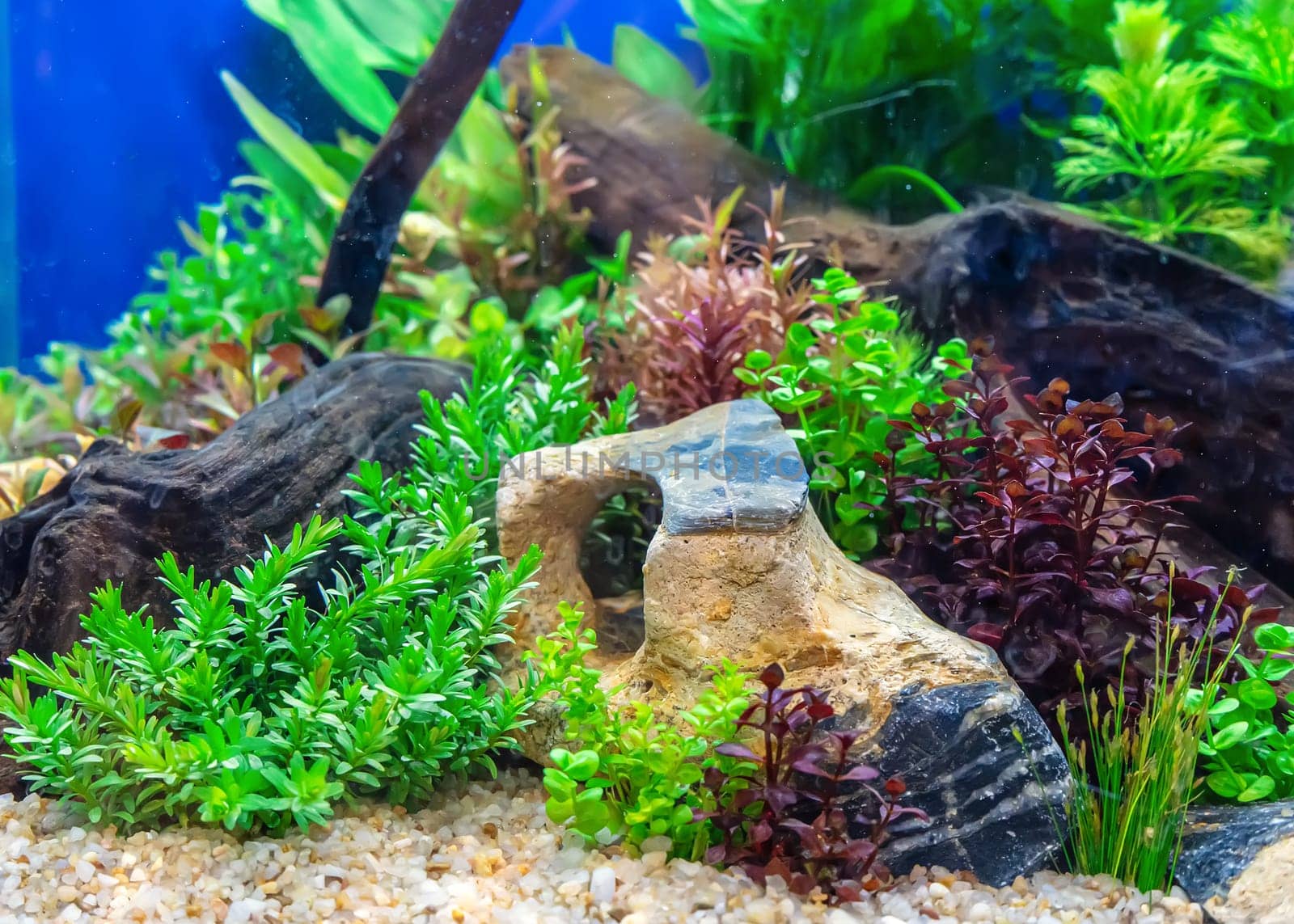 Underwater landscape nature forest style aquarium tank with a variety of aquatic plants, stones and herb decorations.