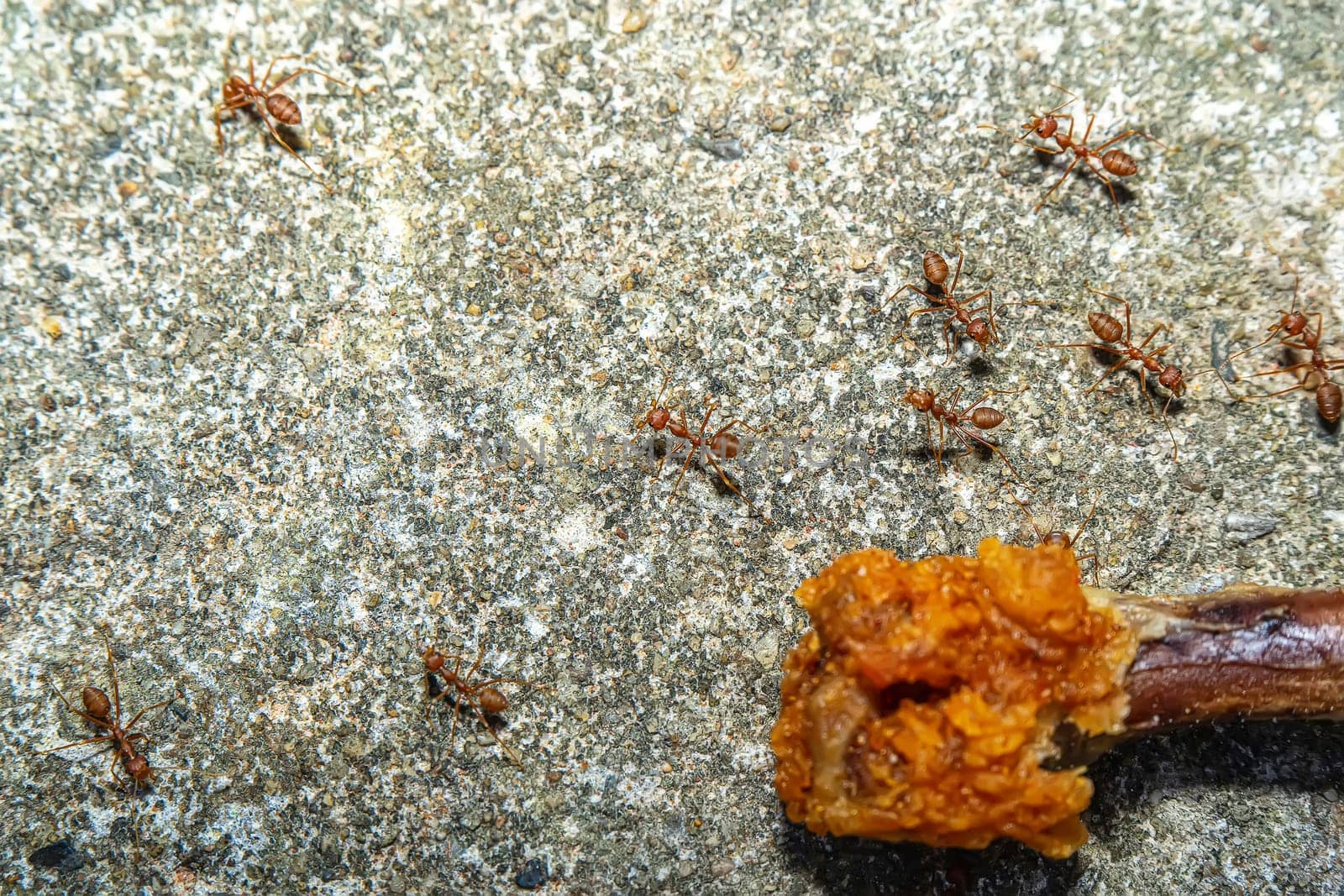 Many red ants are walking around to find food.