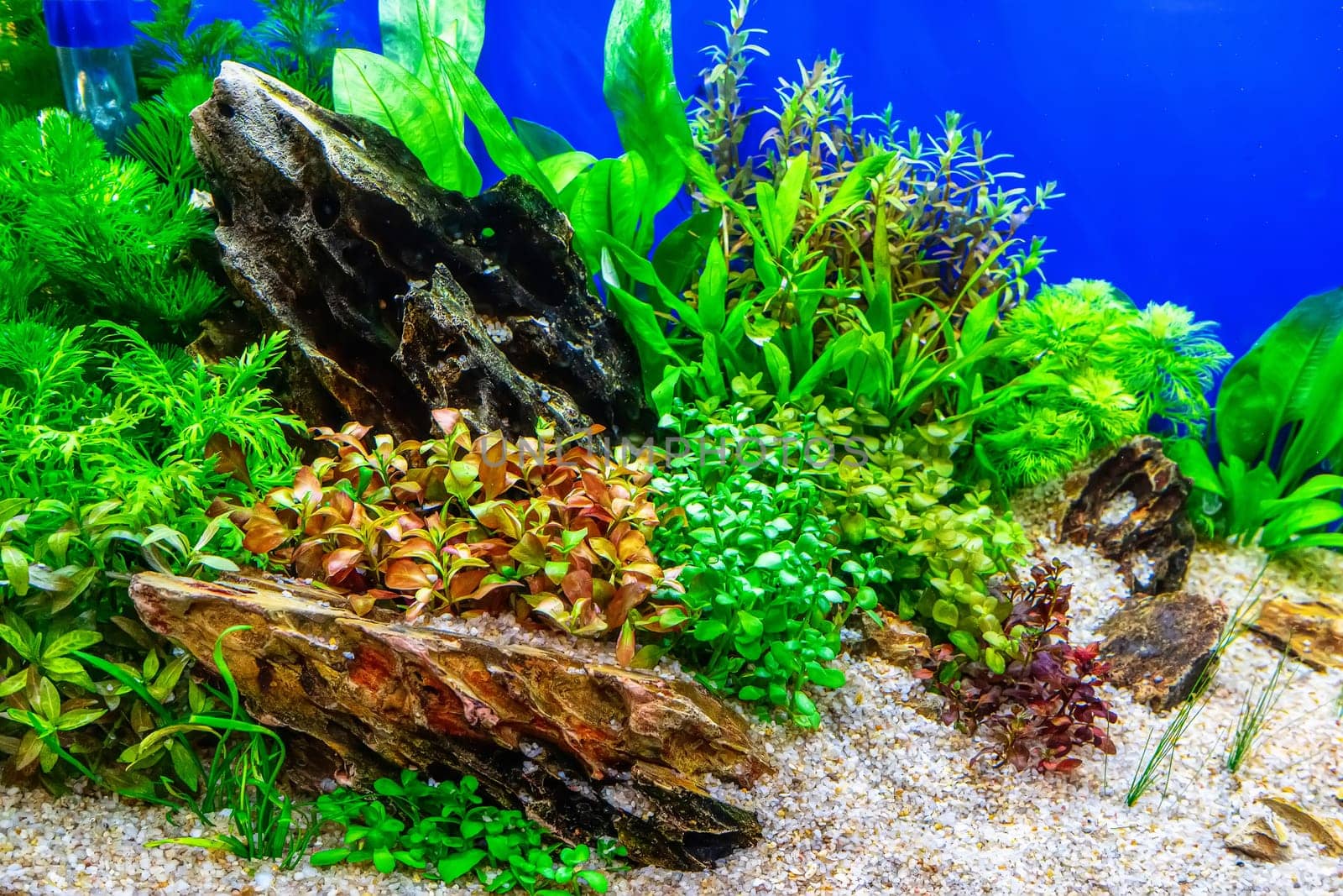 Underwater landscape nature forest style aquarium tank with a variety of aquatic plants, stones and herb decorations.