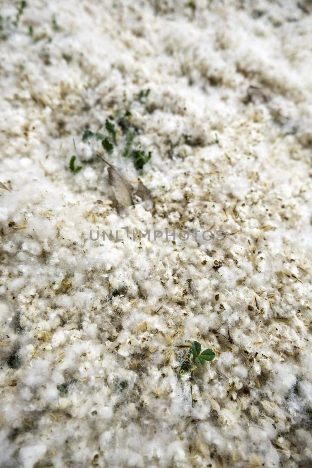 Detail of tree fluff on a spring day