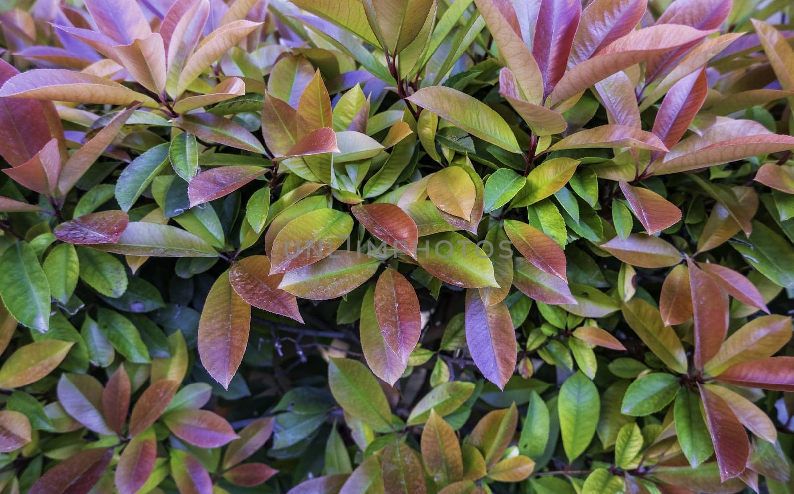 Detail of green background of decorative bushes in the city