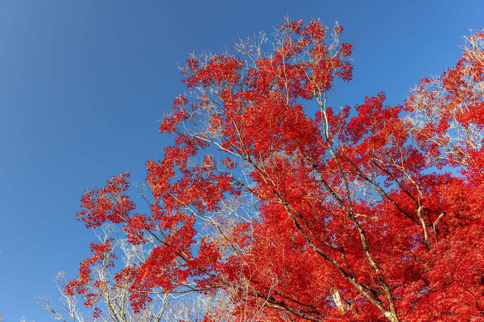 red autumn leaves on a tree with a clear blue sky in Japan