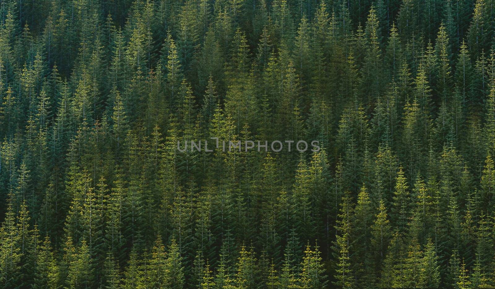 A photo of a green forest with a bird's-eye view from above .Texture or background
