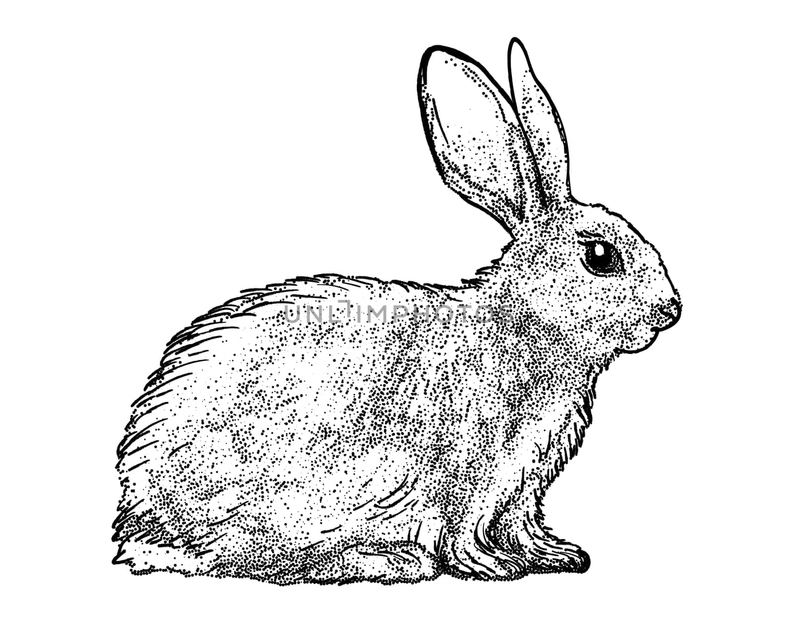 Hand Drawn Sketch Rabbit for Your Design. Ink bunny