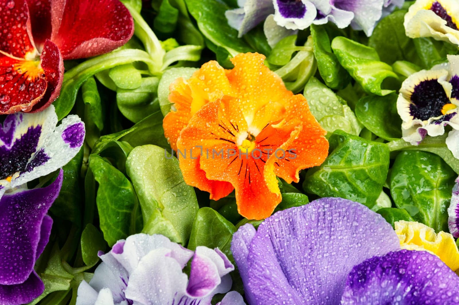 Symbolic colorful edible garden flower salad. Spring salad.