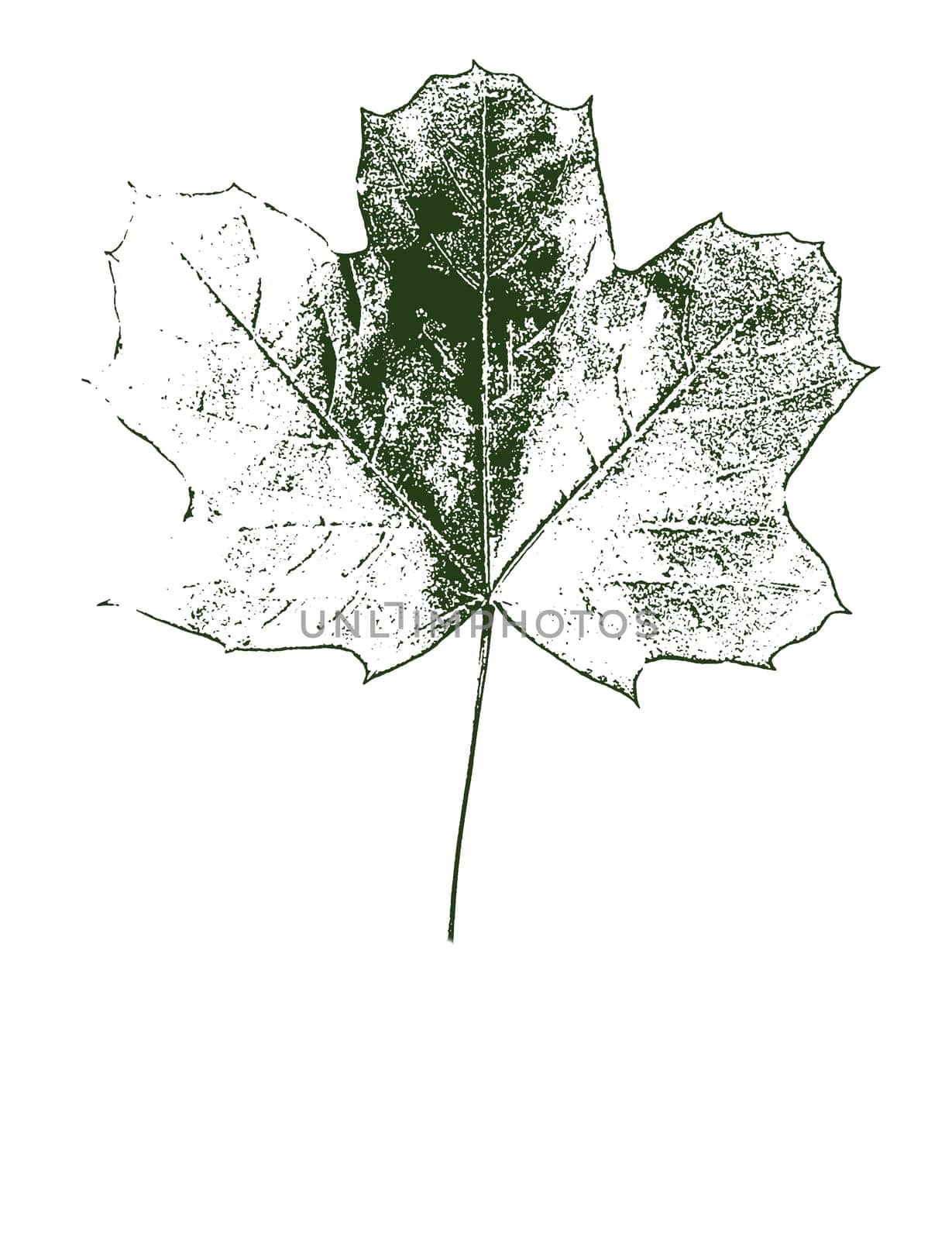 Black and green contour drawing of a maple leaf on a white background