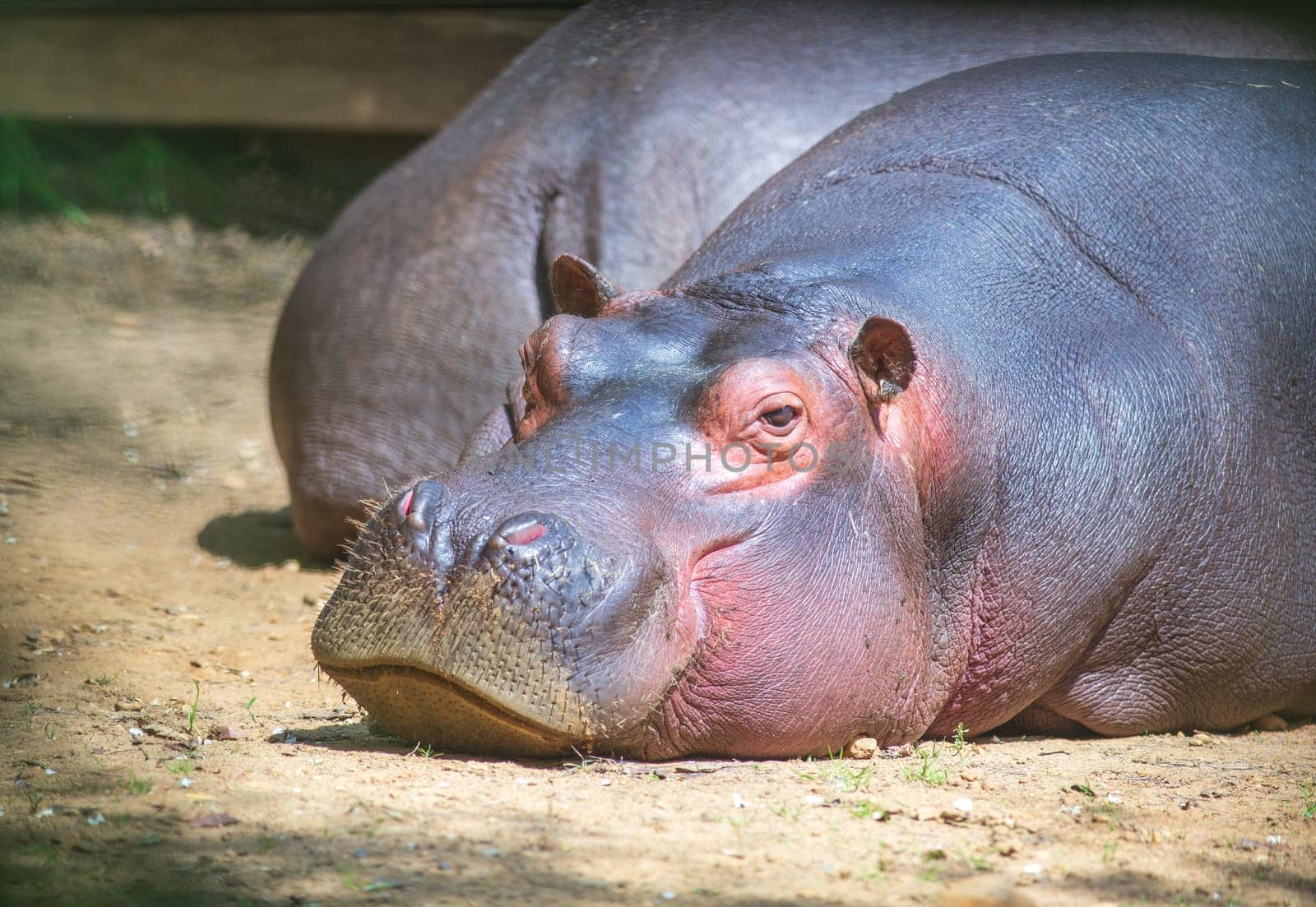 Large hippo looking, laying and resting in a zoo