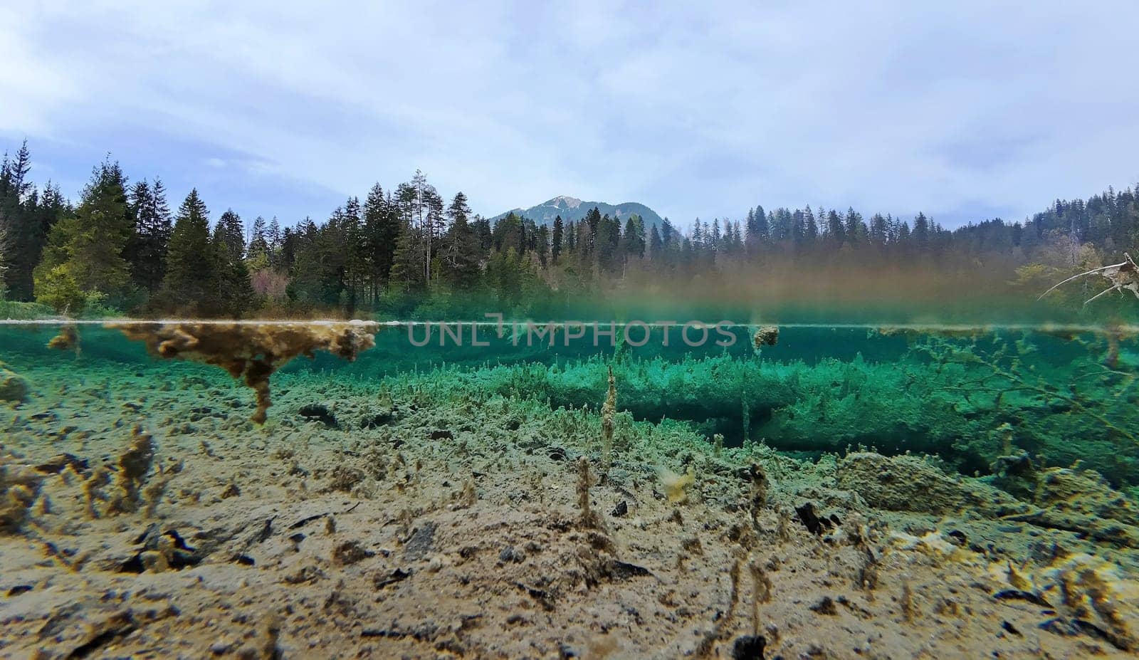 Underwater and overwater shot of a bog lake with turquoise water and creepy rotten tree trunks