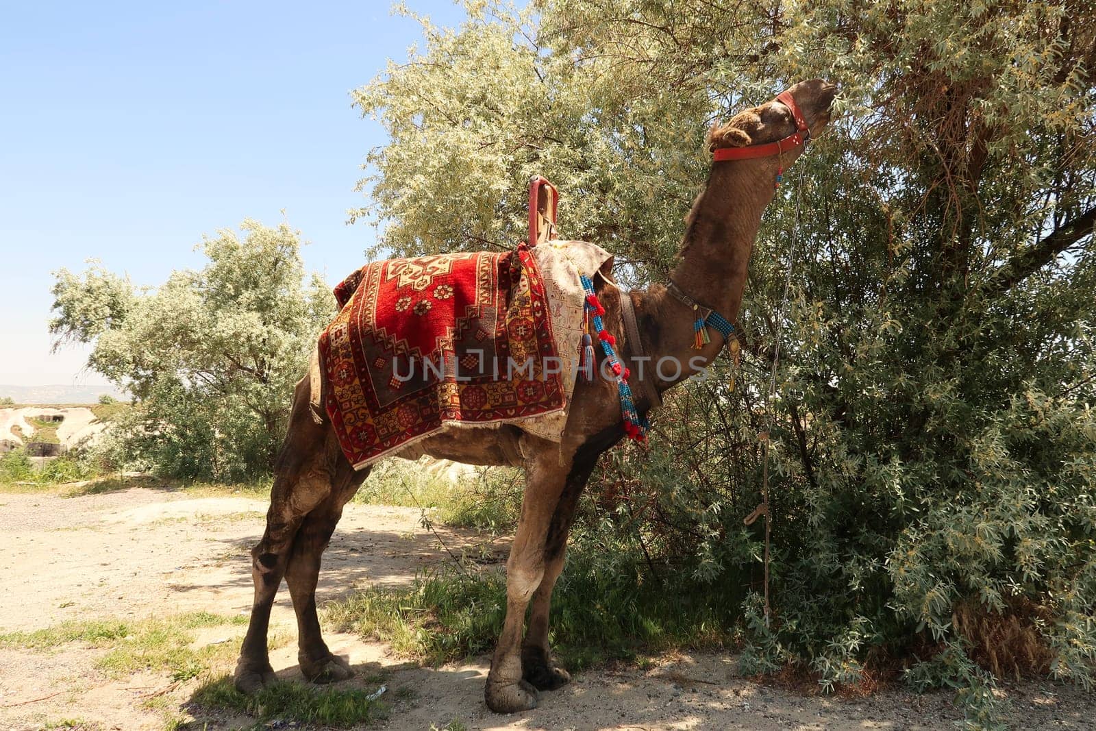 Camel carrying colorful saddle eating leaves from a tree close to the view point onto the Pigeon Valley, Güvercinlik Vadisi, close to Uchisar, Cappadocia, Turkey 2022