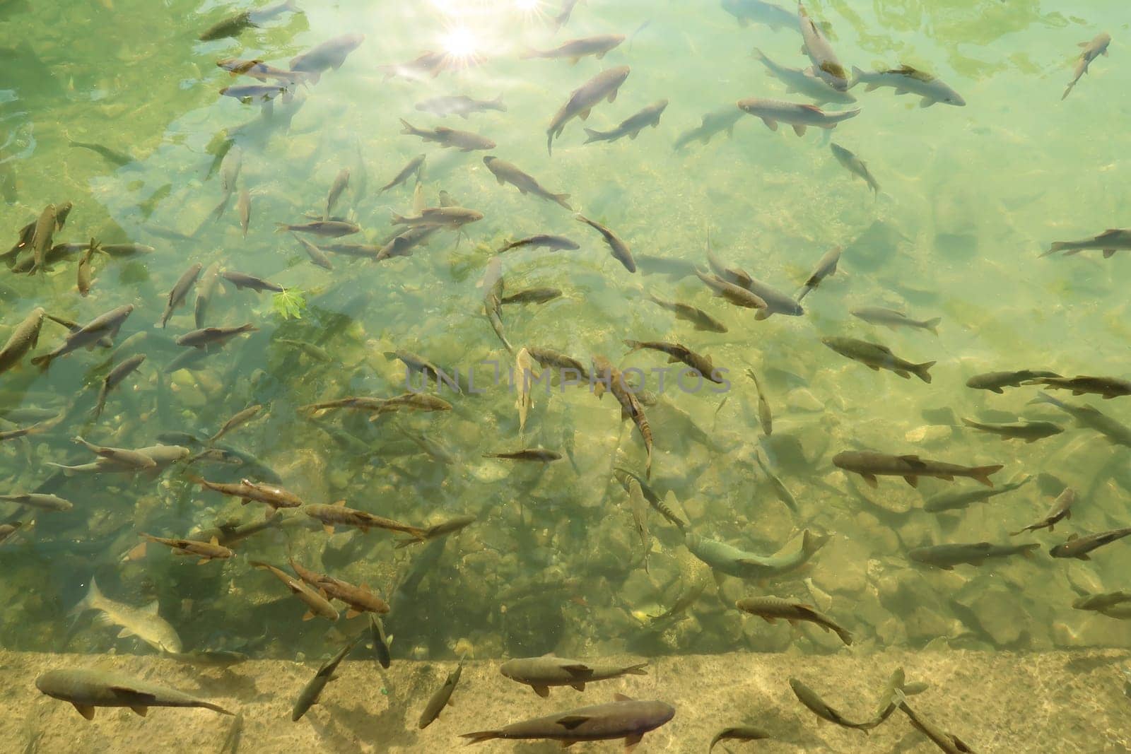 A lot of carps, fishes swimming in the Balikligöl Pool, Pool of Abraham next to Halil Ul Rahman Camii Mosque, Sanliurfa, Turkey 2022
