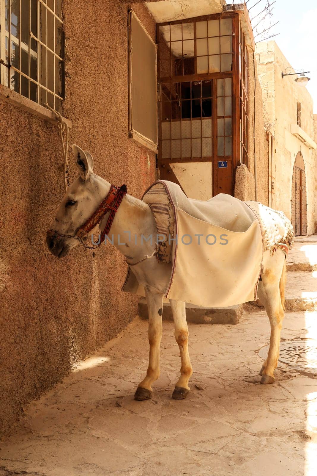 White donkey, mule resting in the shade of a small alley way in Mardin, Turkey 2022