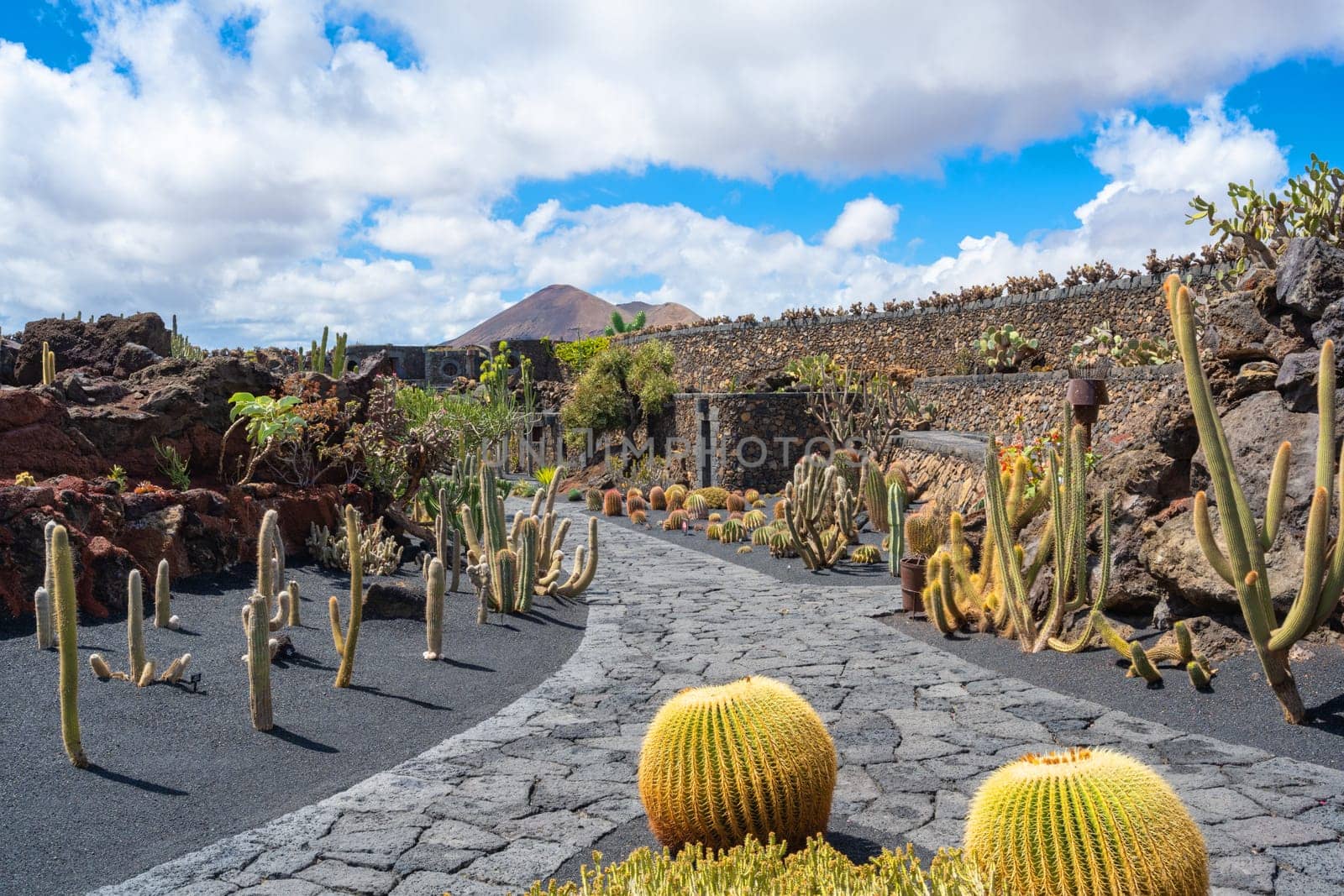 View of a long footpath decorated with numerous different cactus plants on a sunny spring day in the cactus garden Jardin de Cactus in Guatiza, Lanzarote, Canary Islands, Spain