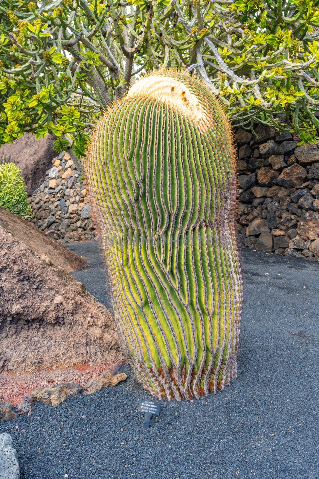 Close-up of a very thick and large cactus in the cactus garden Jardin de Cactus in Guatiza, Lanzarote, Canary Islands, Spain