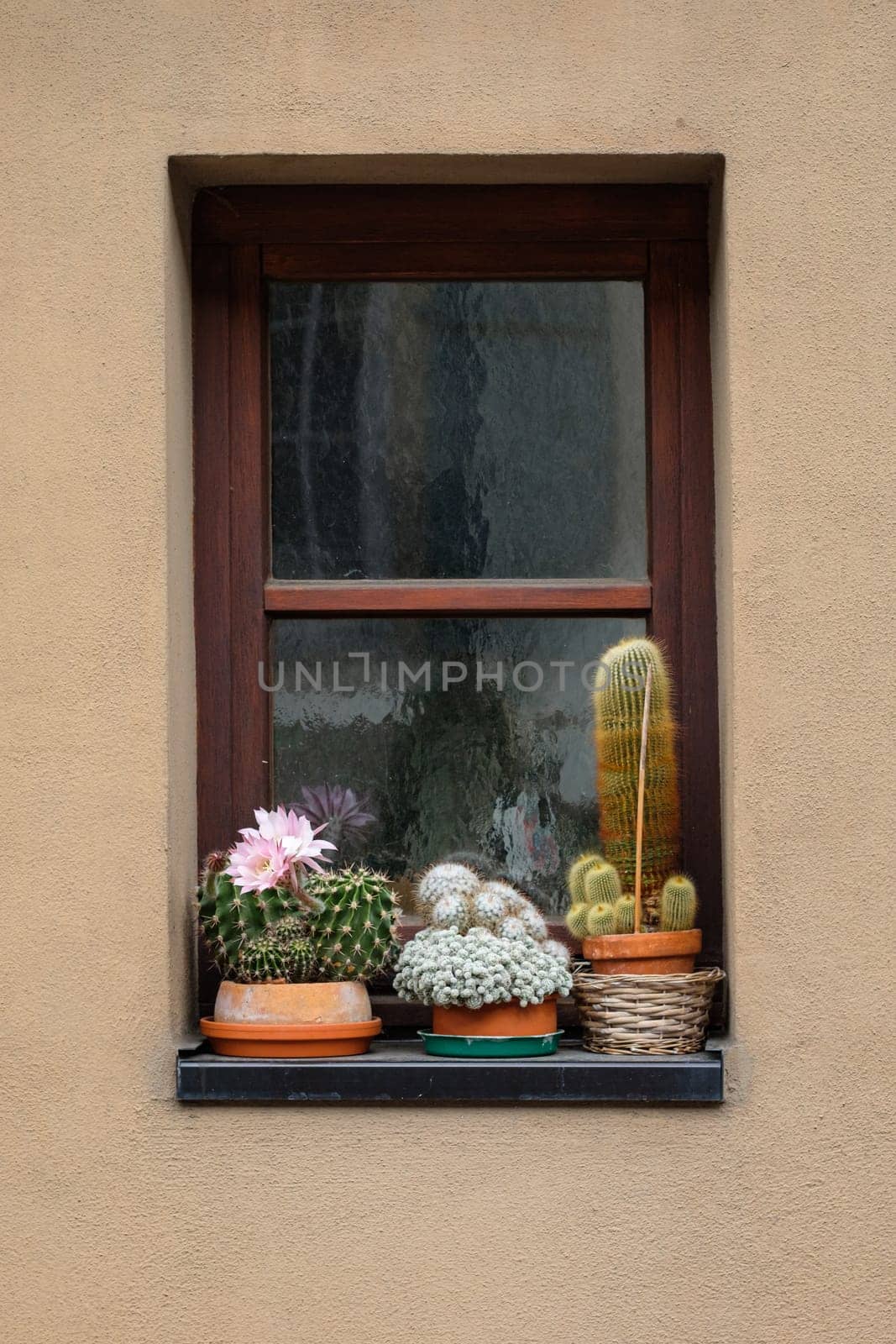 Outdoor window with collection of cacti decorative
