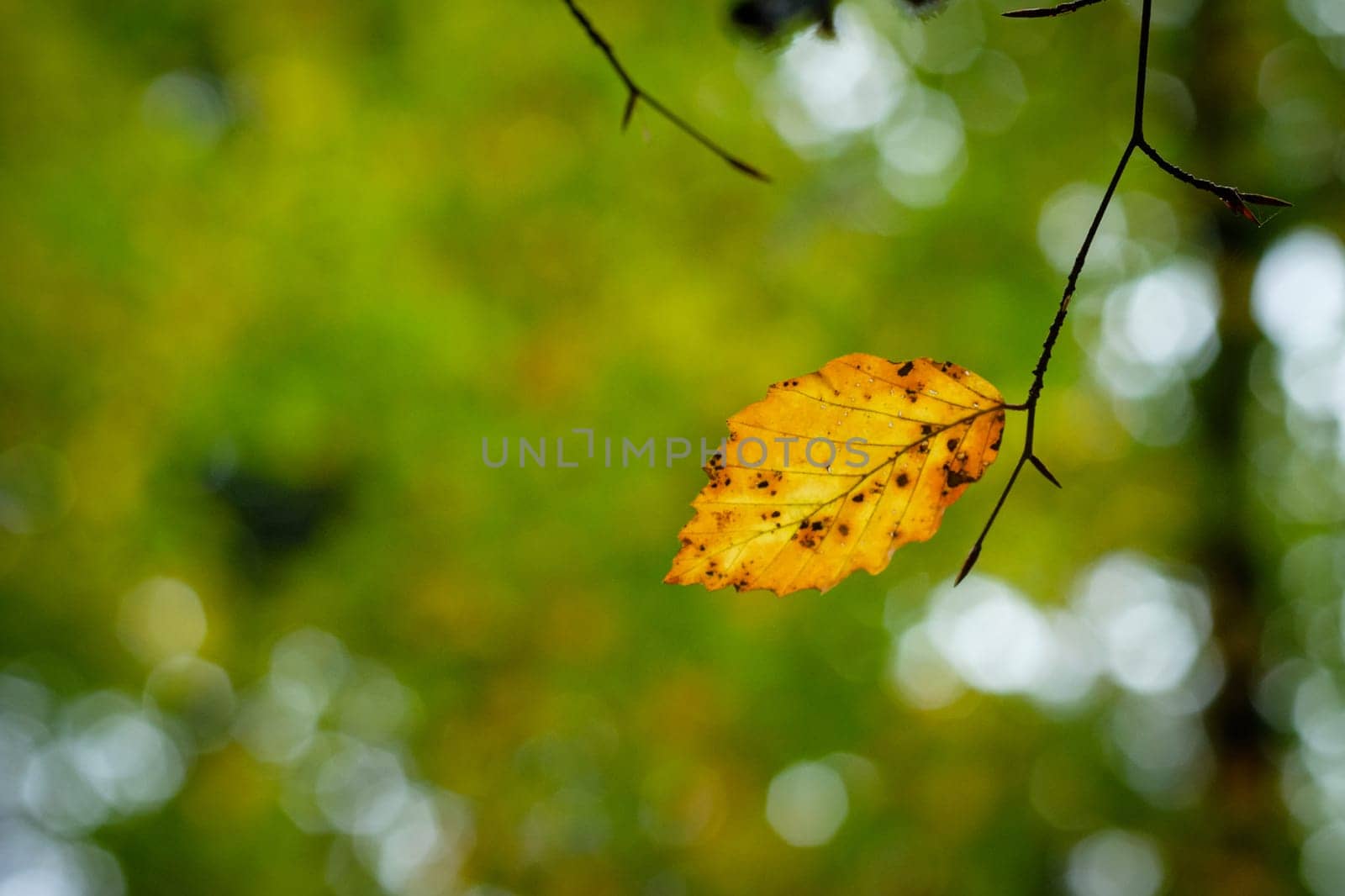 Close-up yellow hornbeam leaf in fall autumn