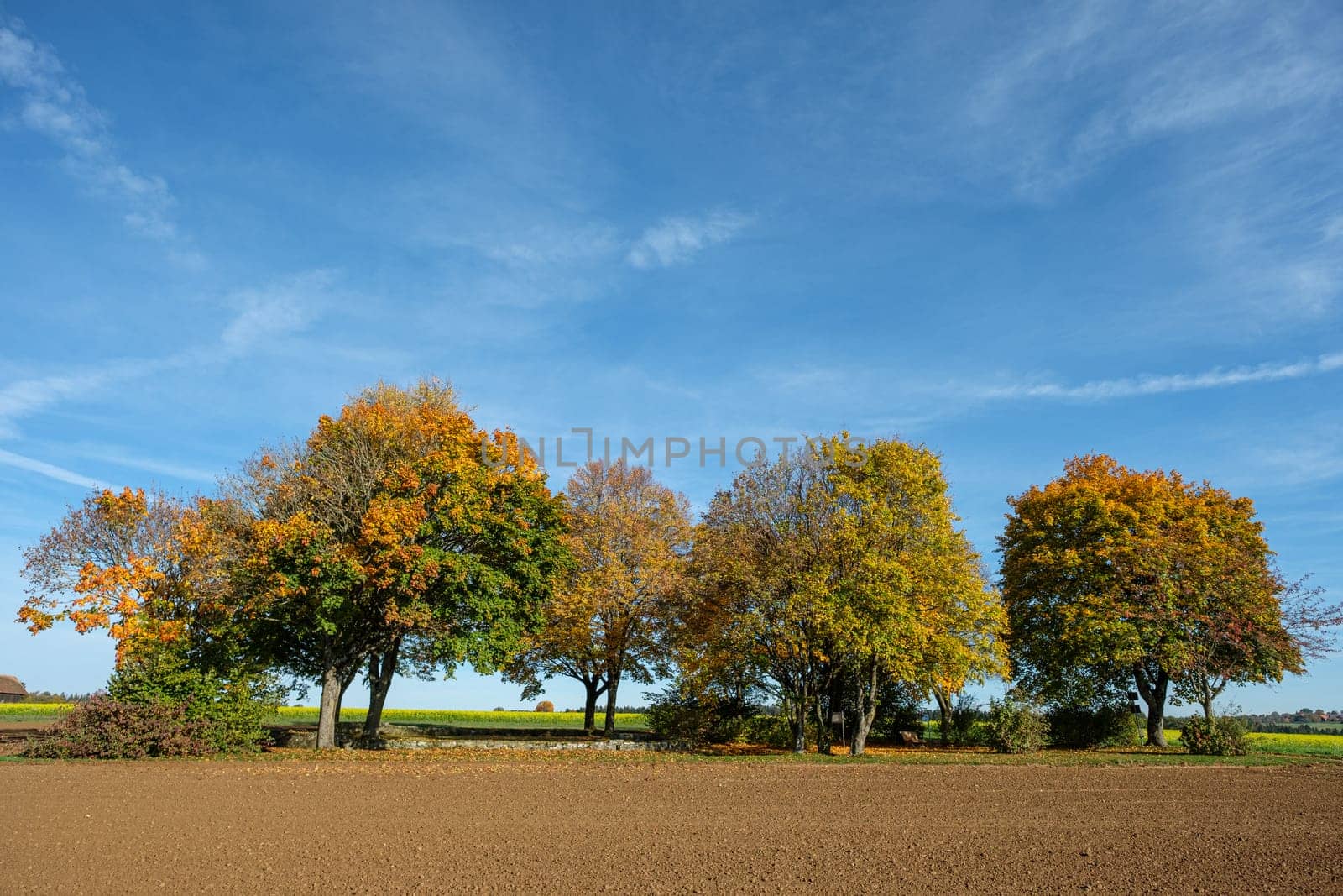 Trees in fall landscape scenery with blue sky