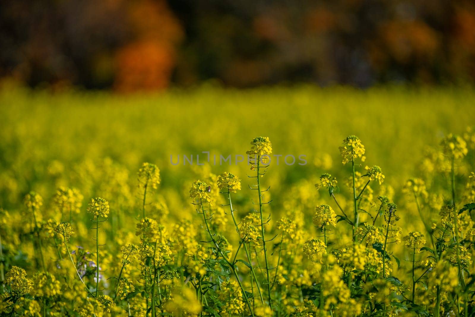 Close-up canola field with yellow flowers scene