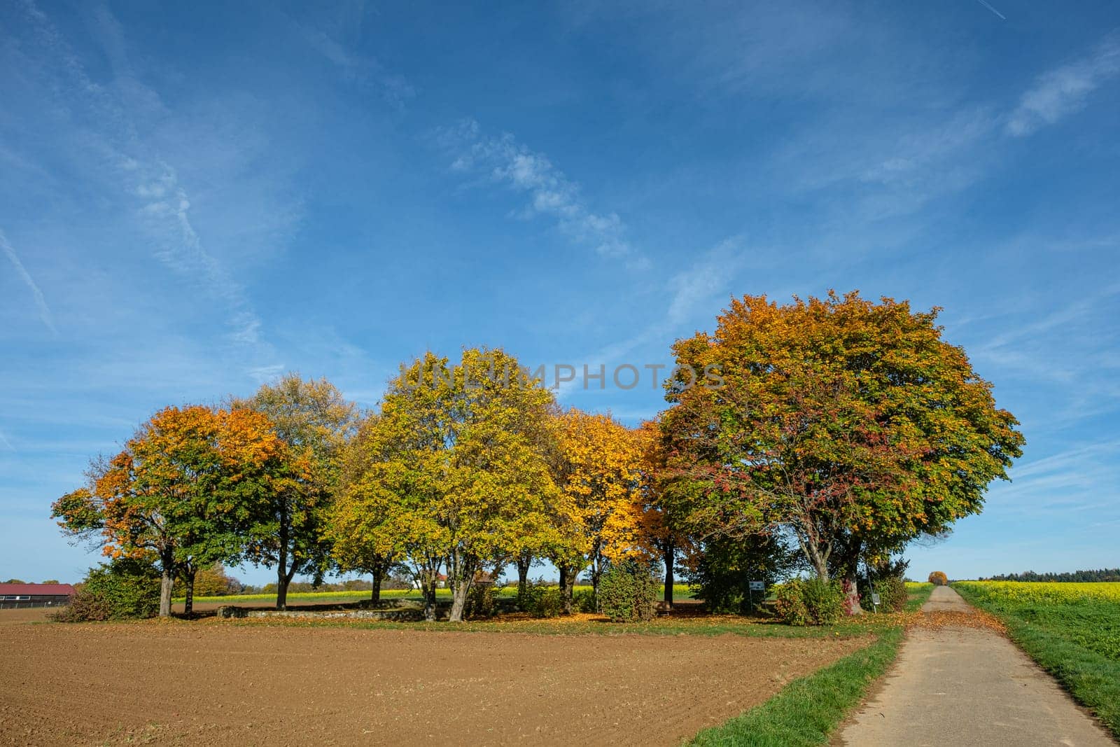 Autumn coloured trees with road and blue sky landscape