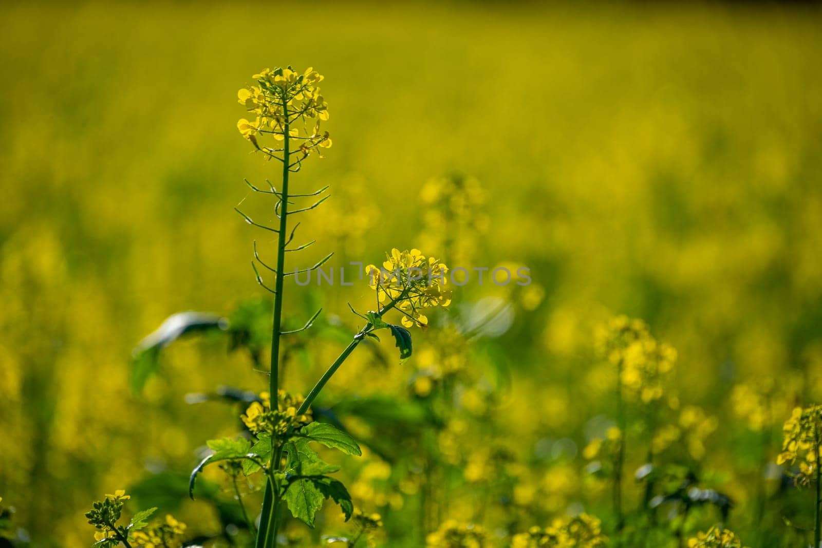 Yellow blooming colza field close-up plant