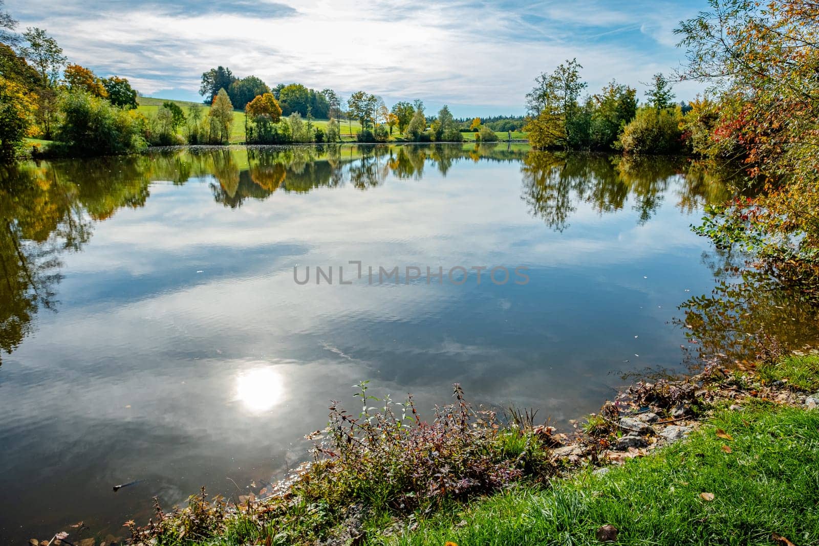Sunlight back lit lake water meadow and forest scene