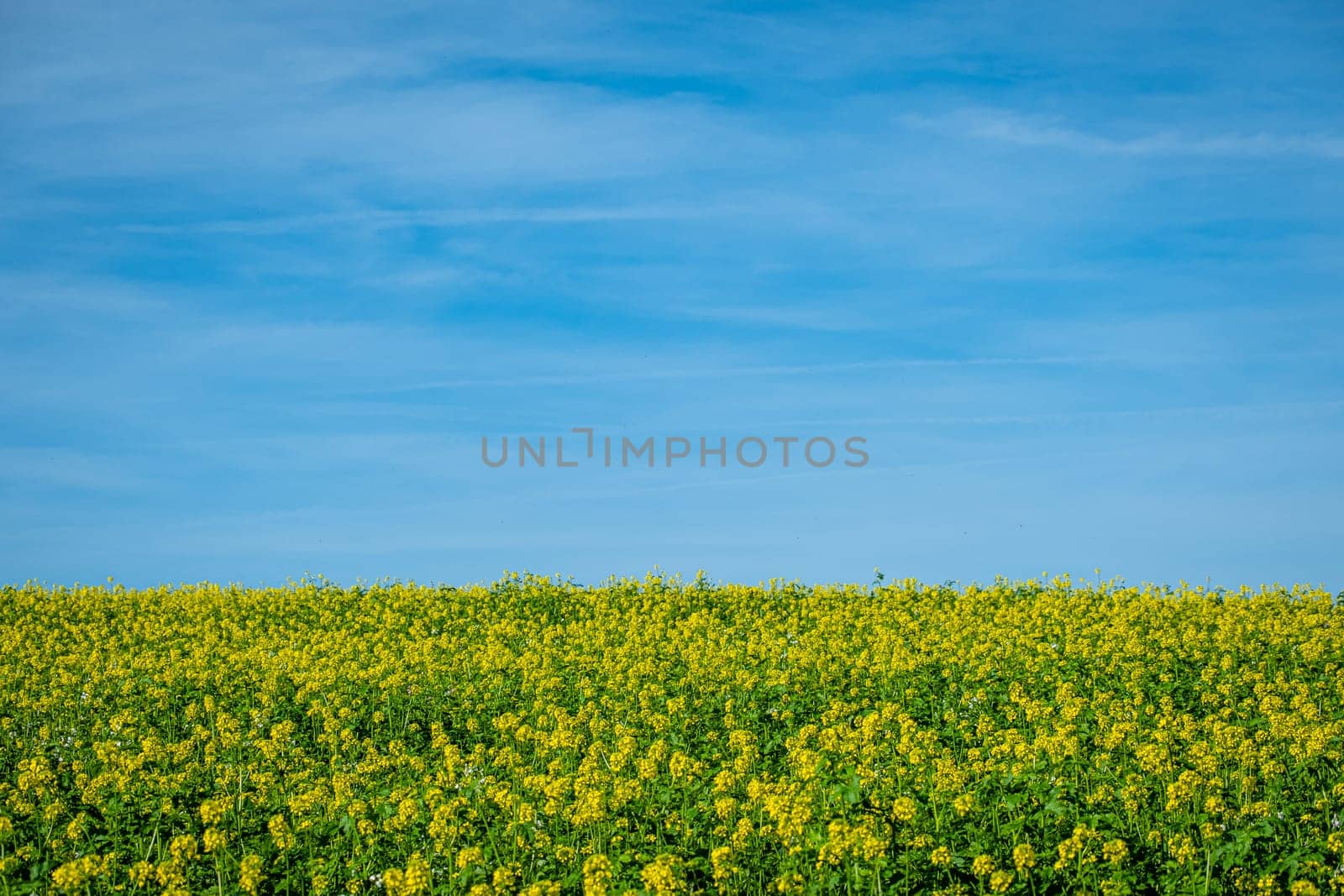 Tranquill landscape canola field in yellow flower and blue sky