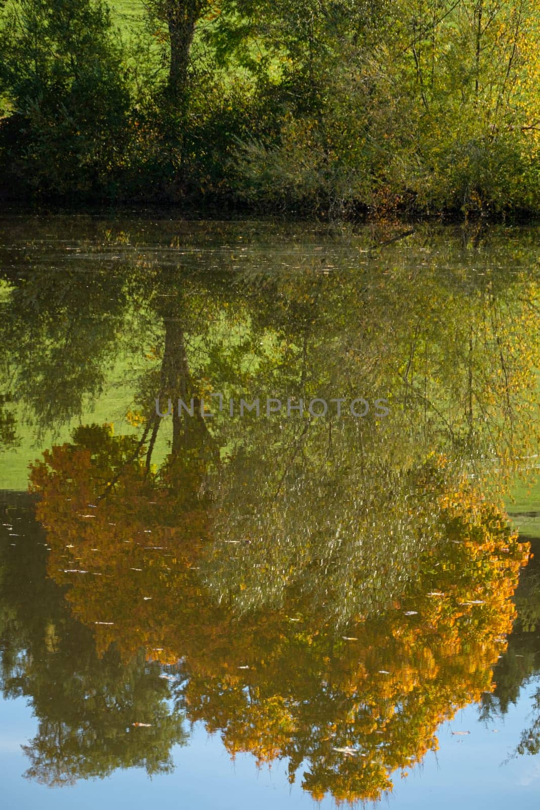 Reflection of a yellow leave tree in lake water scene