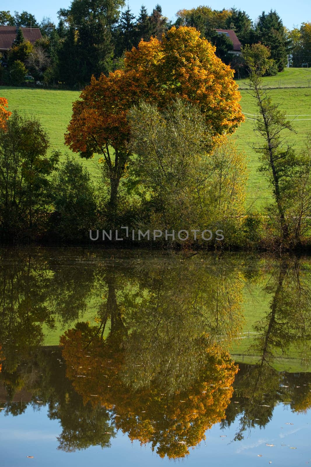 Tree in fall at a lake scene