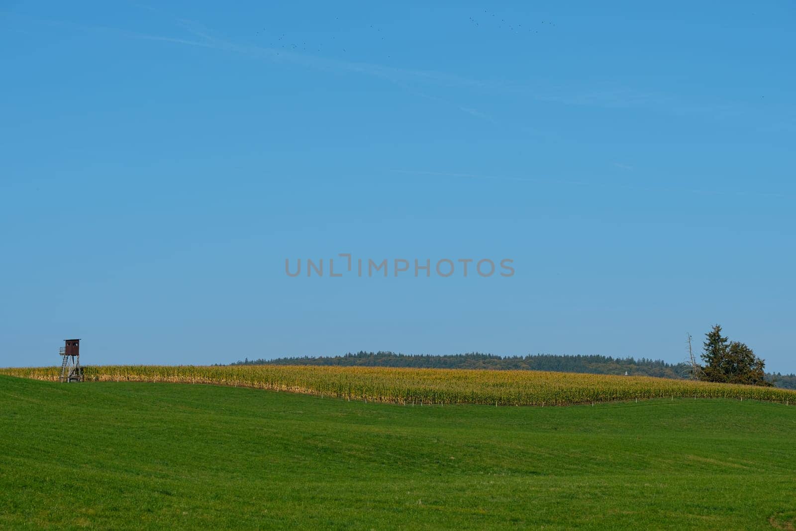 Green meadow with forest and blue sky landscape