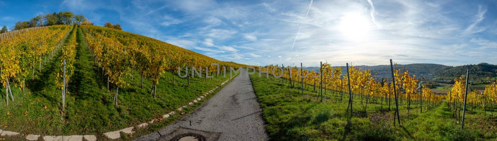 Vineyard in autumn fall with yellow foliage scenery and blue sky