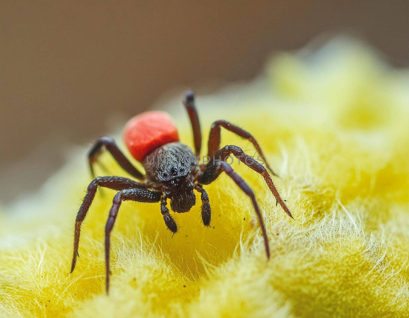Ticks on the skin. Ticks suck blood. Dangerous insect mite, encephalitis, Lyme disease, borreliosis, infection concept
