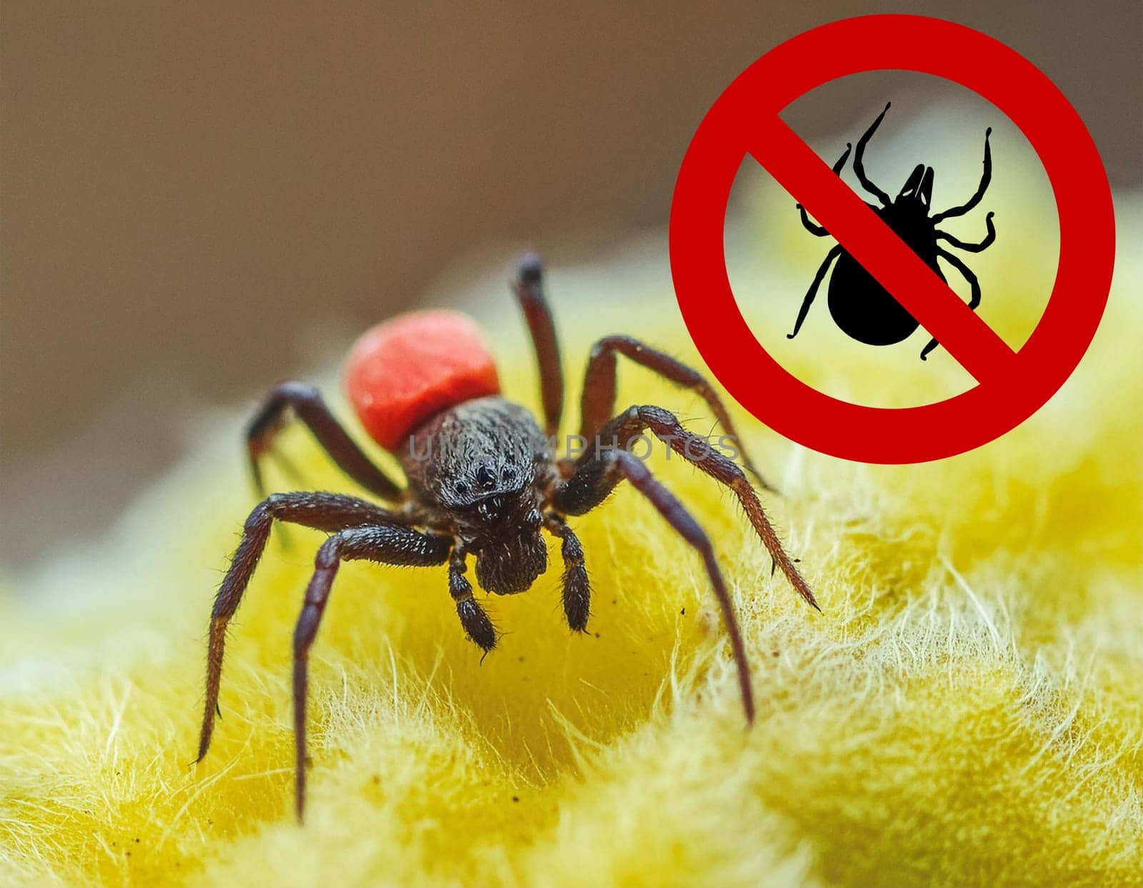 Ticks on the skin. Ticks suck blood. Dangerous insect mite, encephalitis, Lyme disease, borreliosis, infection concept