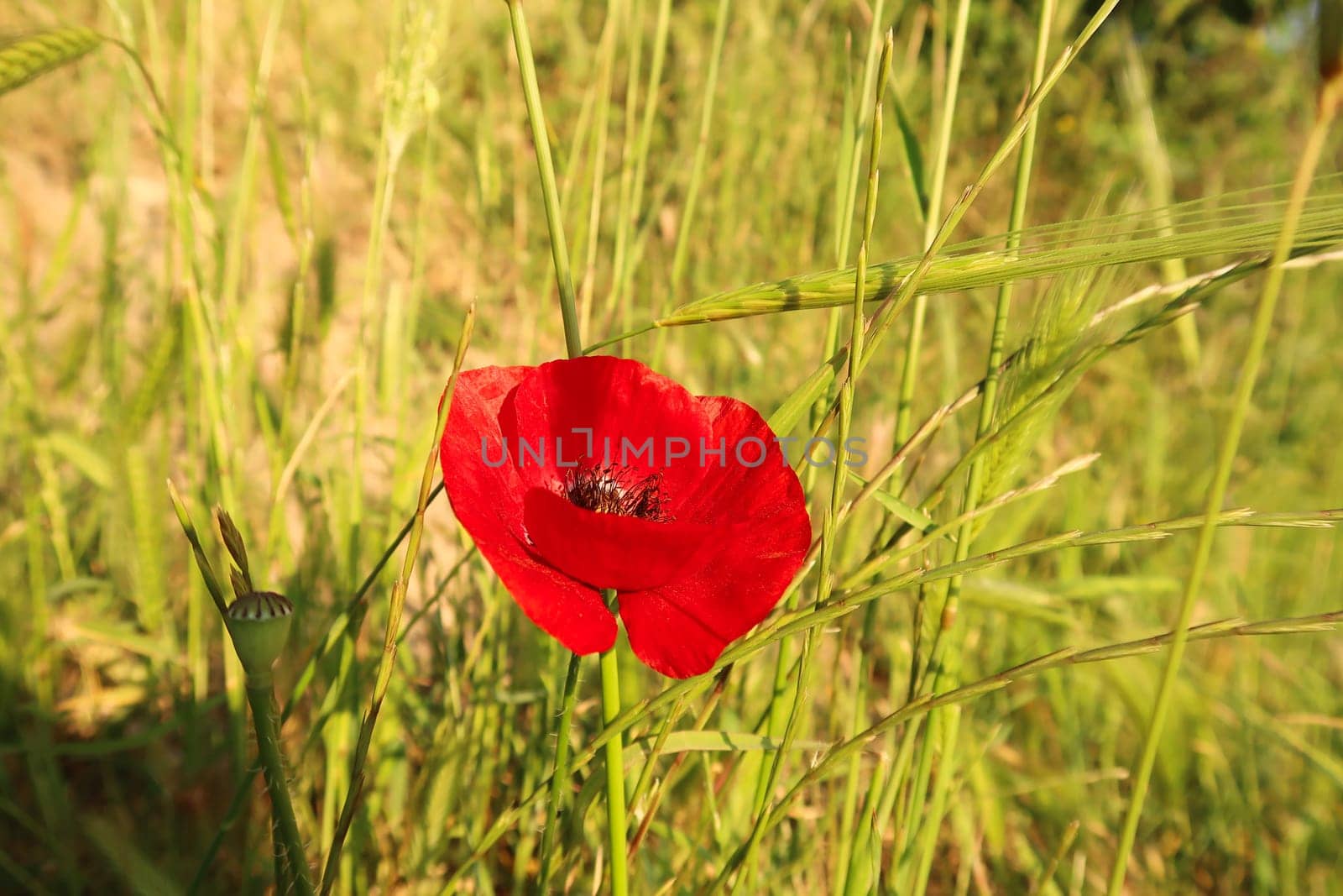 Beautiful red poppy blooming close to Ephesus, Selcuk, Turkey 2022