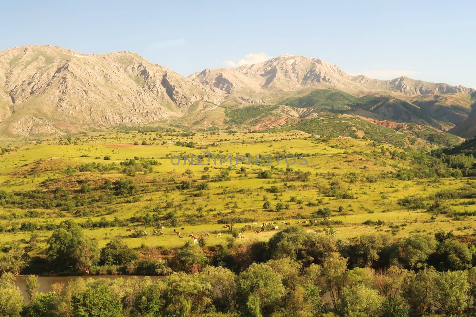 Spectacular landscape seen on the train ride in the Eastern Express, Dogu Ekspresi from Kars to Ankara, a river in front of fields with cows with high mountains in the background, Turkey 2022