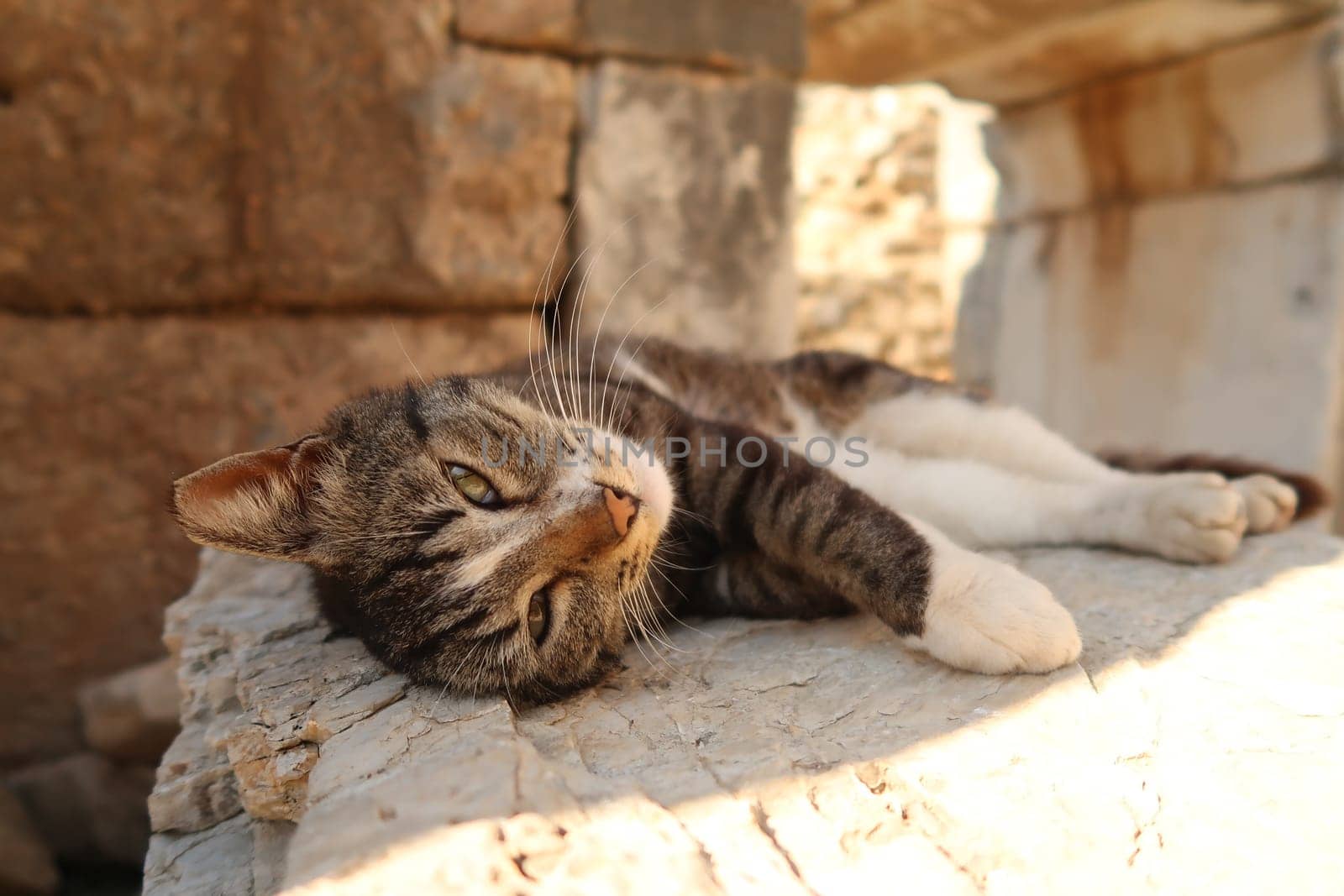 Cat relaxing in the shade at the archeological site of Ephesus, Turkey 2022