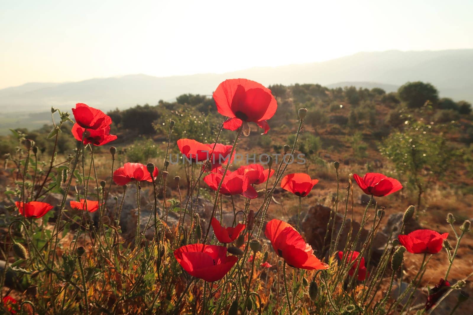 A bunch of bright red poppies blooming close to Ephesus, Selcuk in the early morning sun, Turkey 2022