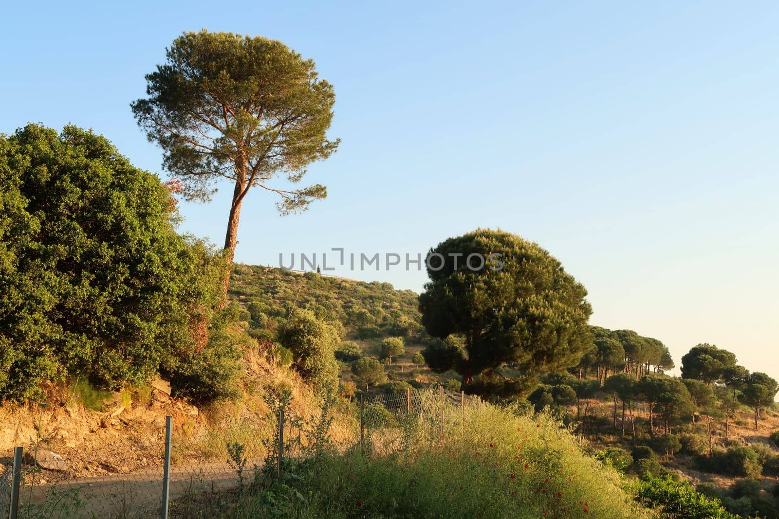 Landscape on the way to Ephesus in the early morning, Selcuk, Turkey 2022