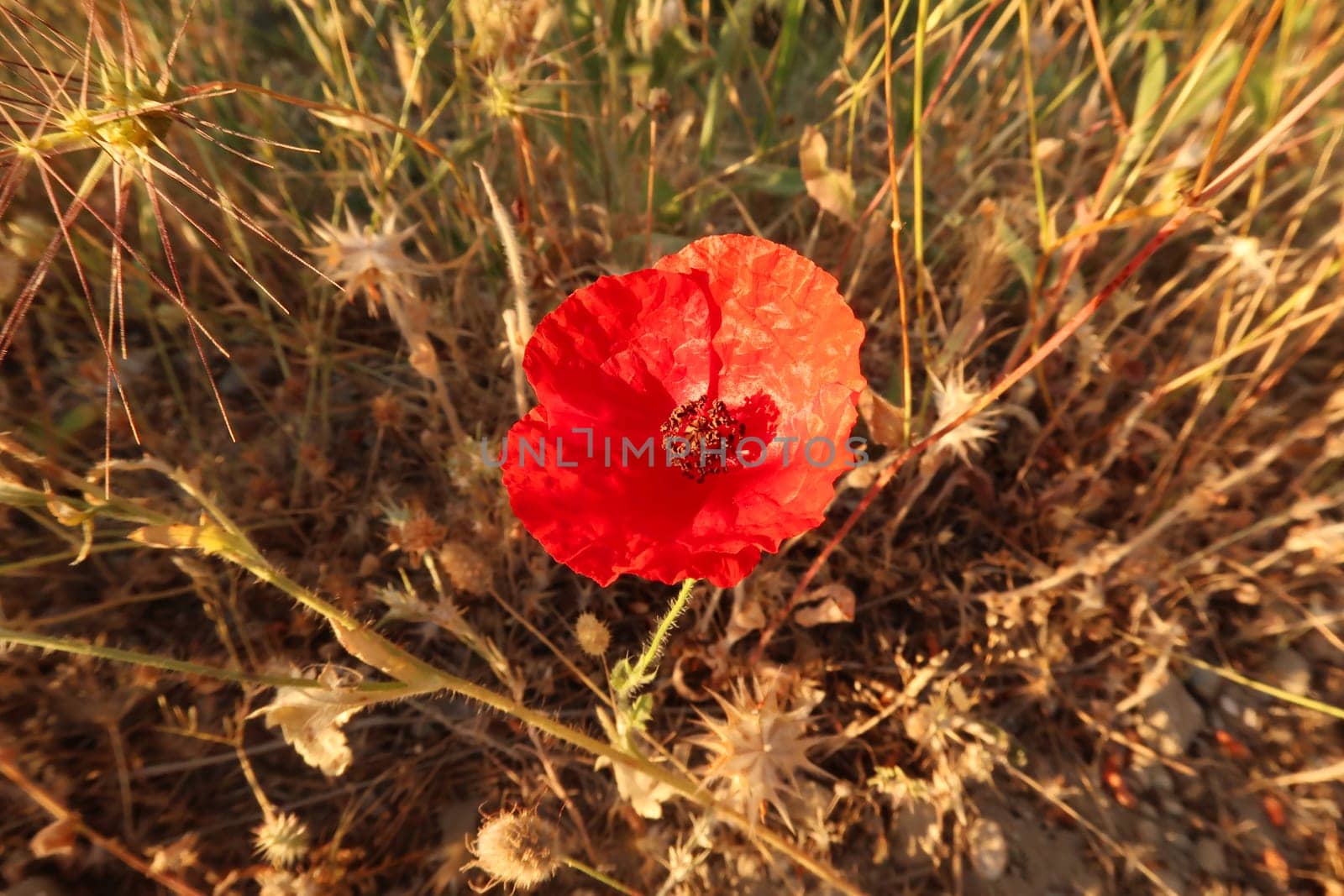 Beautiful red poppy growing blooming close to Ephesus, Selcuk, Turkey 2022