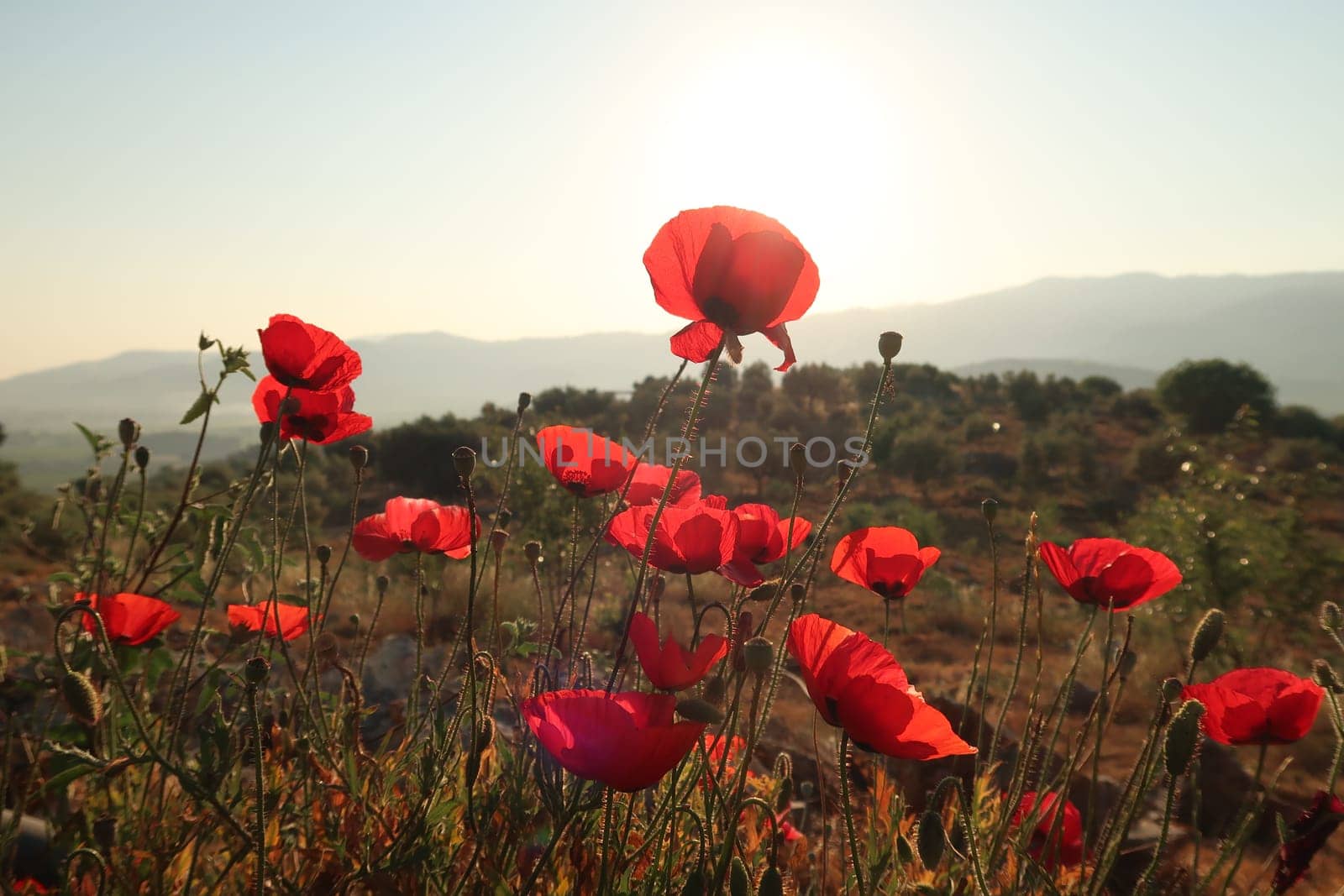 A bunch of red poppies blooming close to Ephesus, Selcuk in the early morning sun, Turkey 2022