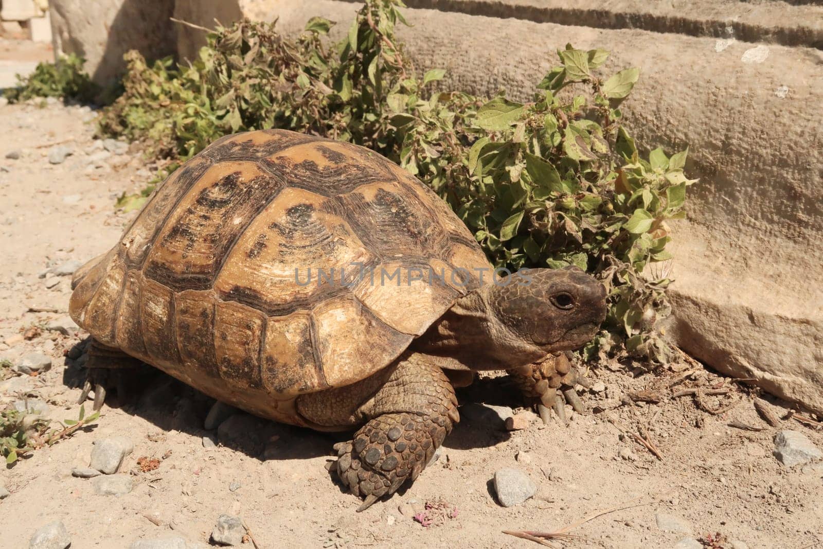 Tortoise Turtle at the archaeological site of Ephesus near Selcuk, Turkey 2022
