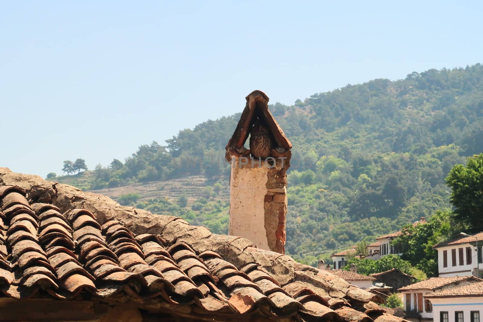 Little owl sitting in a traditional chimney of a house in Sirince, Izmir province, Turkey 2022