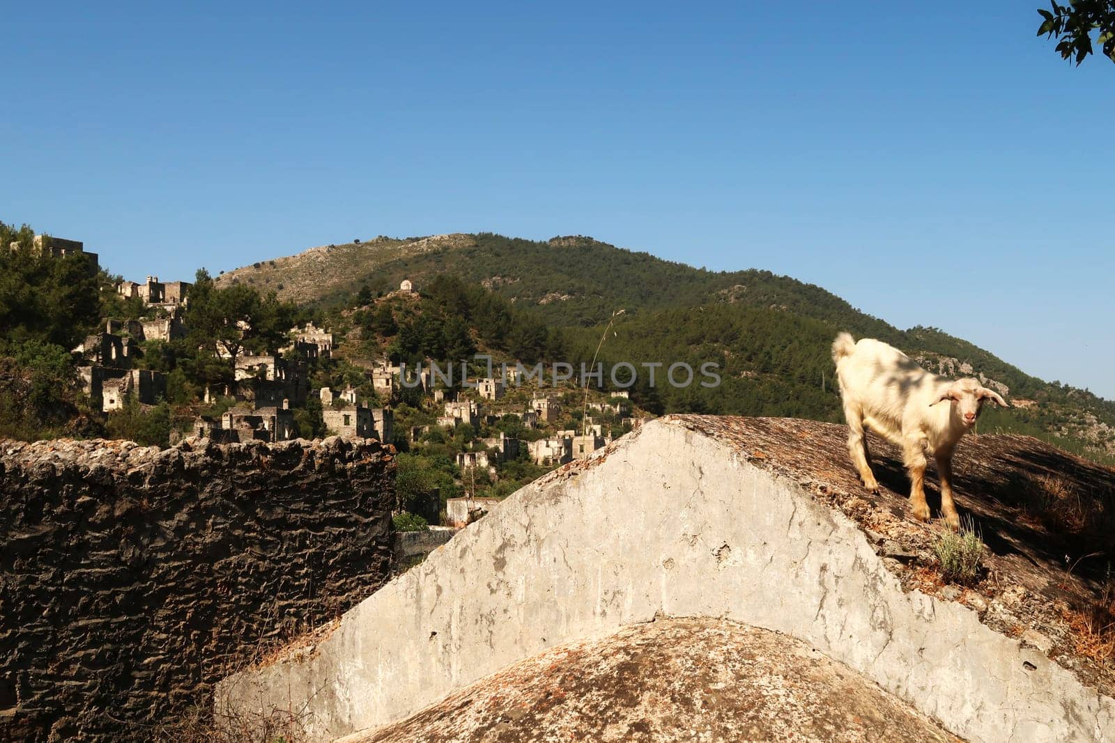 Goat that has climbed on one of the remaining roofs of the abandoned village of Kayaköy to eat, near Fethiye, Turkey 2022