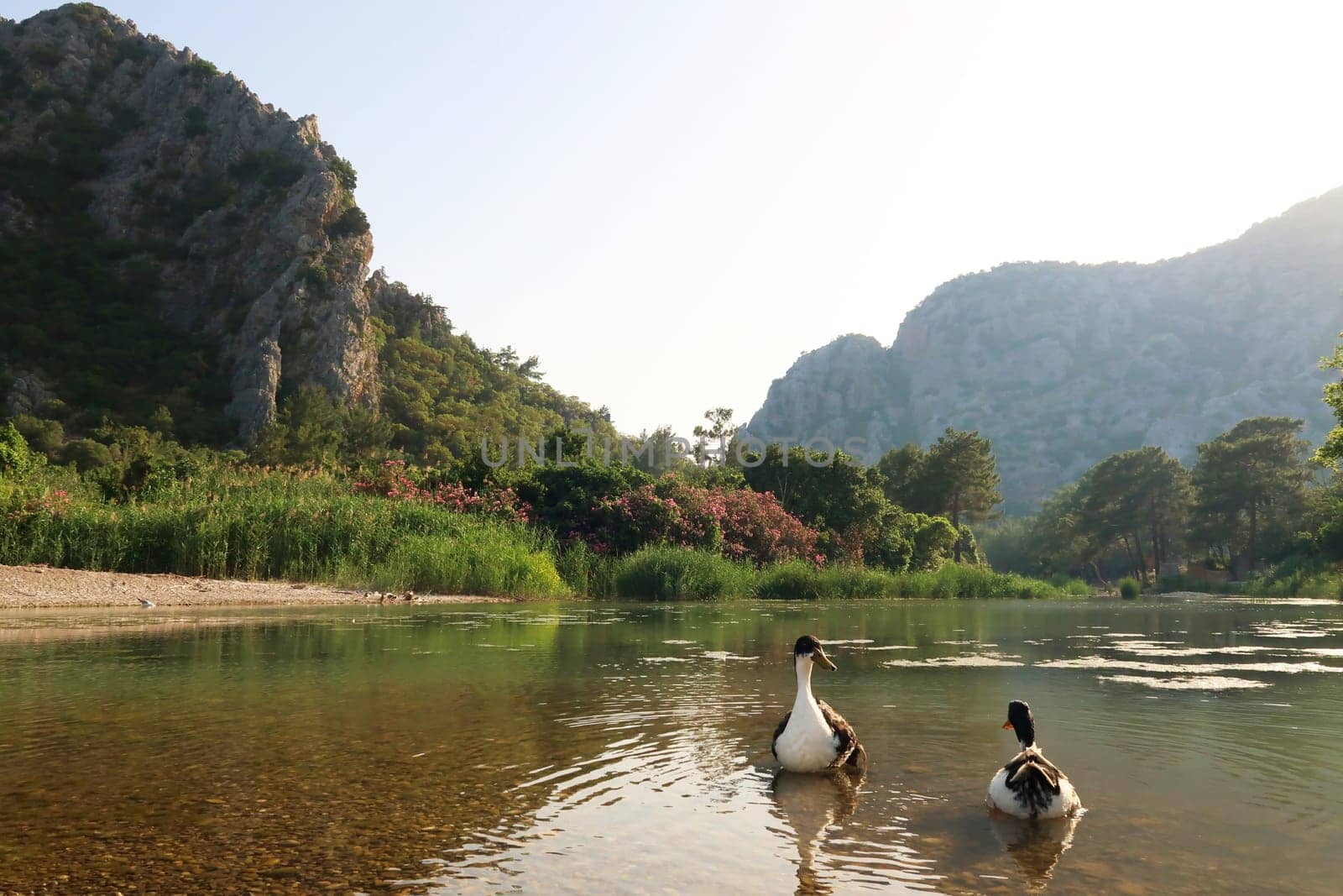 Two ducks swimming in the picturesque lagoon next to Olympos, Olympus beach, close to Antalya, Turkey 2022