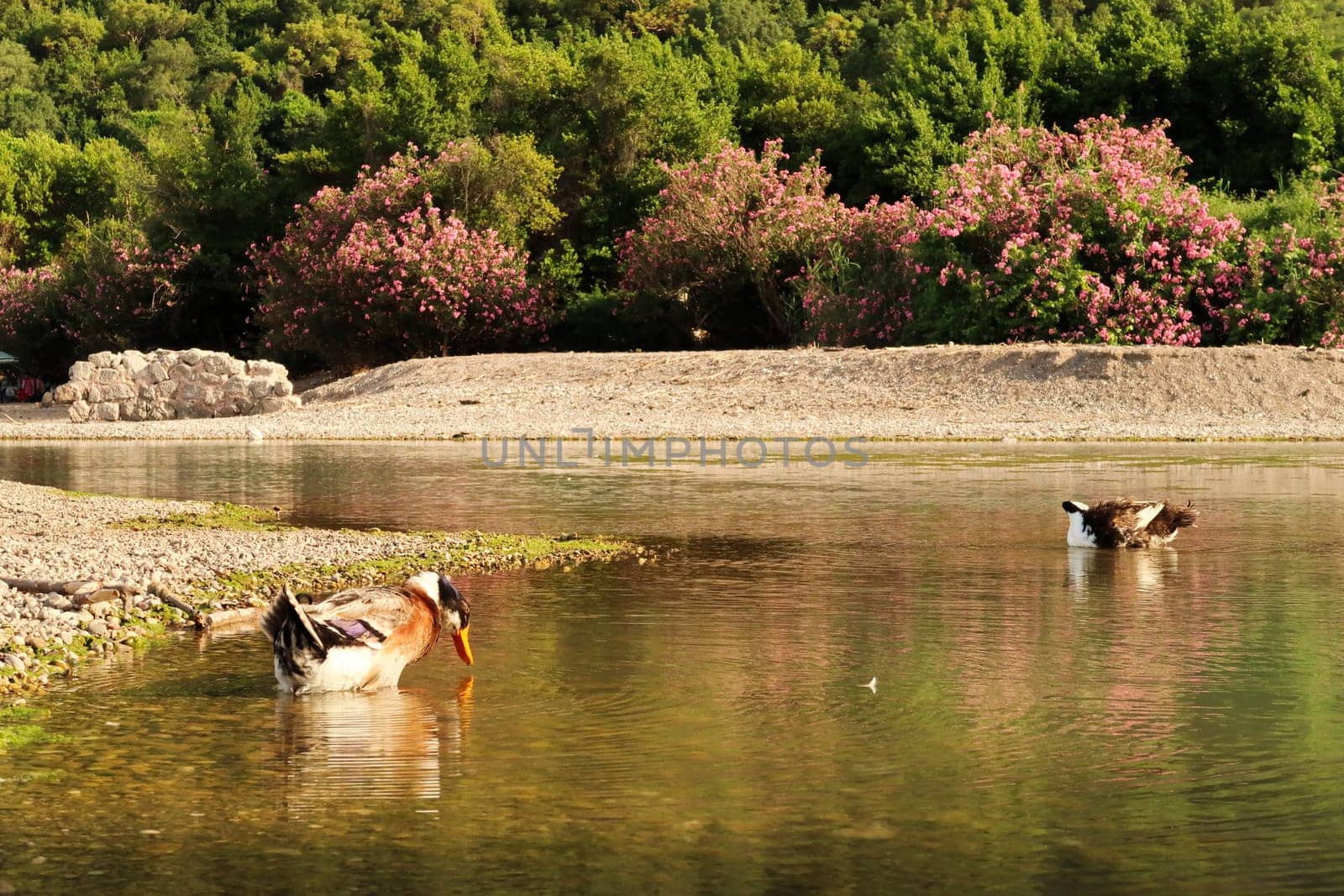 Two ducks swimming in the beautiful lagoon at the beach next to the ruins of the ancient site of Olympos, Olympus, close to Antalya, Turkey 2022