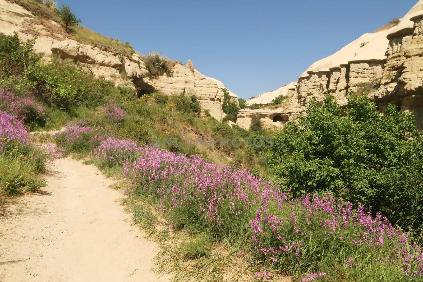The lush vegetation in a gorge of the famous Pigeon Valley, Güvercinlik Vadisi between Göreme and Uchisar, Cappadocia, Turkey 2022