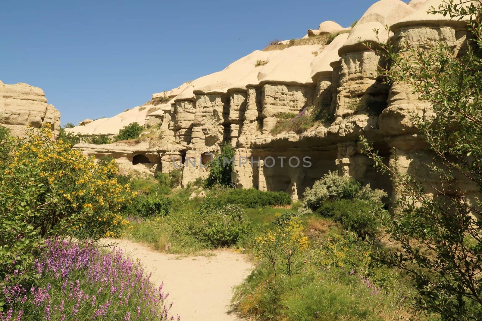 The vegetation in a gorge of the famous Pigeon Valley, Güvercinlik Vadisi between Göreme and Uchisar, Cappadocia, Turkey 2022