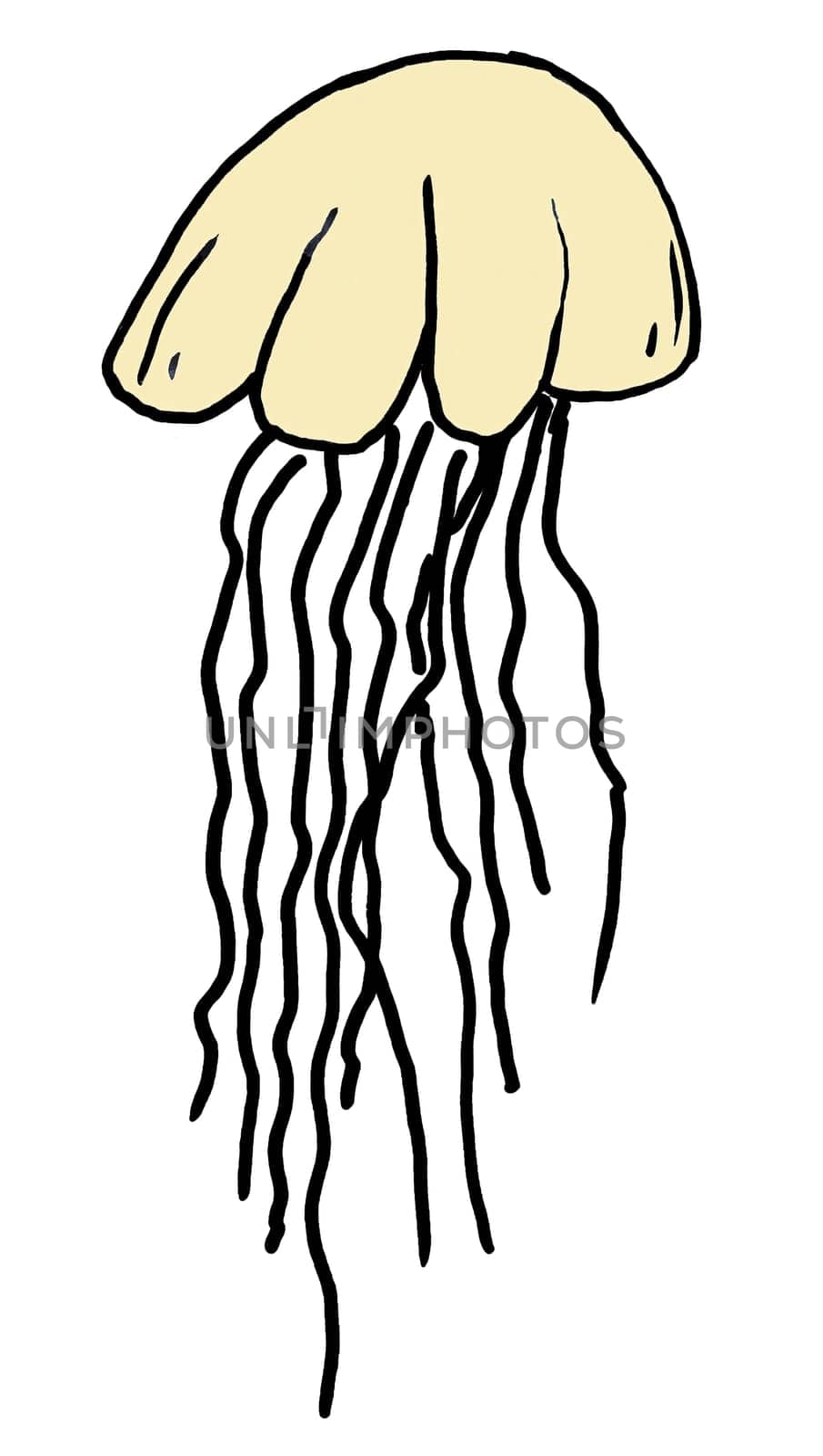 Colored hand drawn jellyfish isolated on white background.