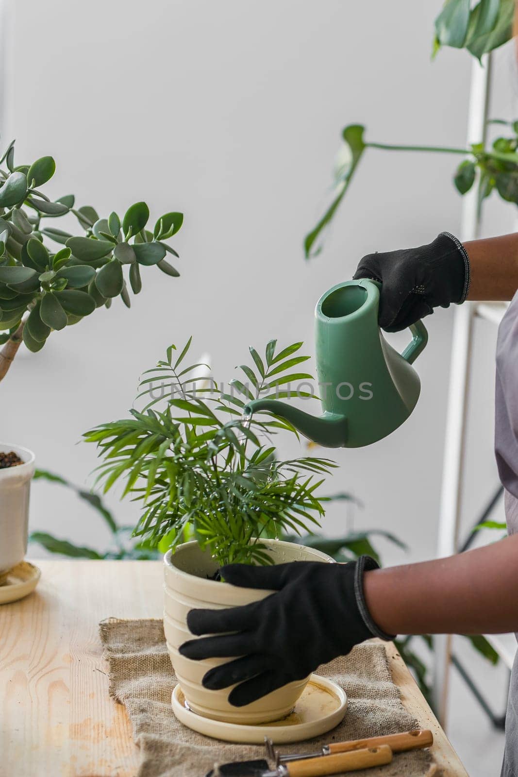 Spring hobby happy young woman transplanting in flower pot houseplant with dirt or soil at home. Gardening plant and green tropical