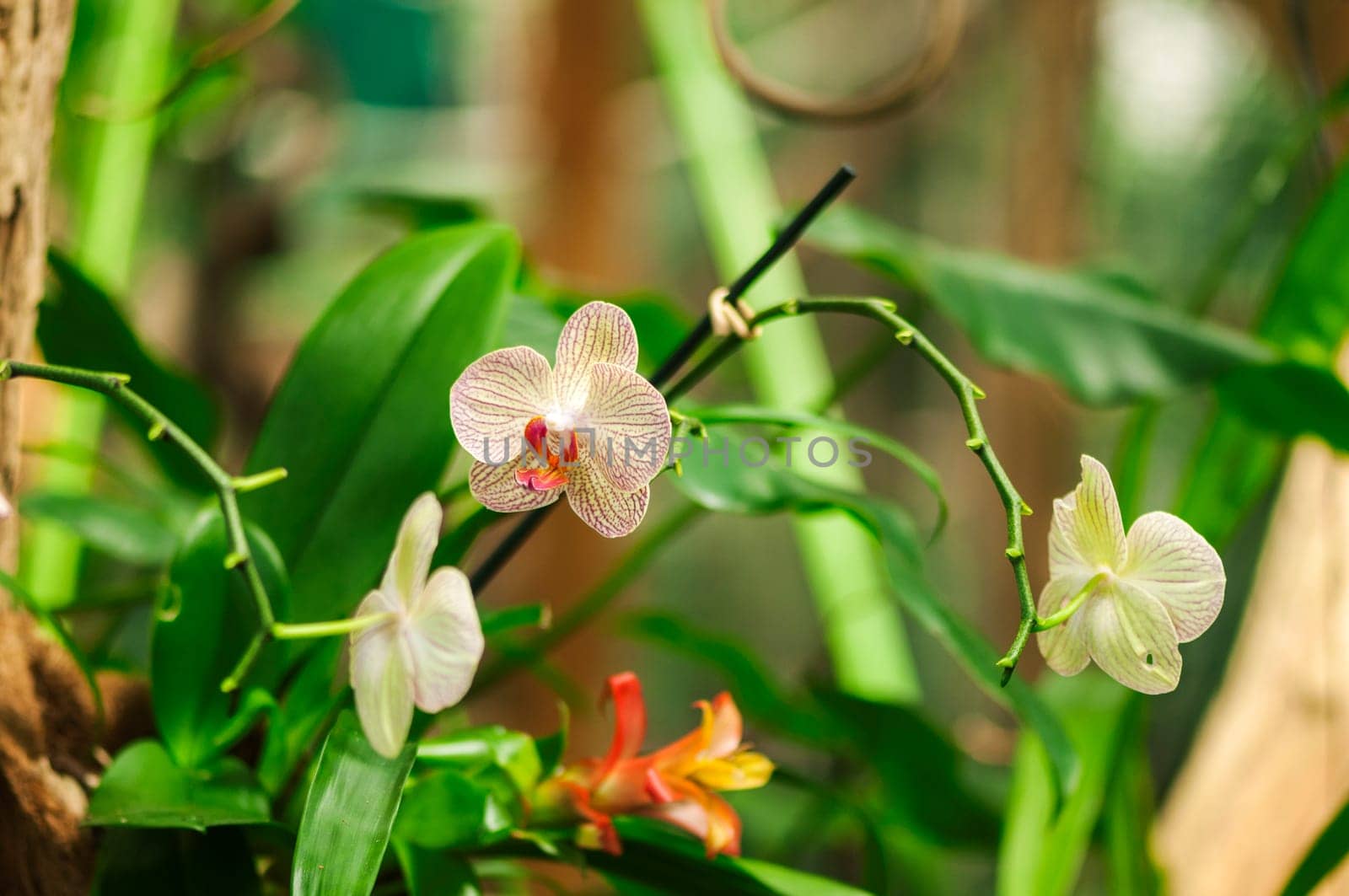 Orchid flowers on a branch against a natural green background with branches and twigs.