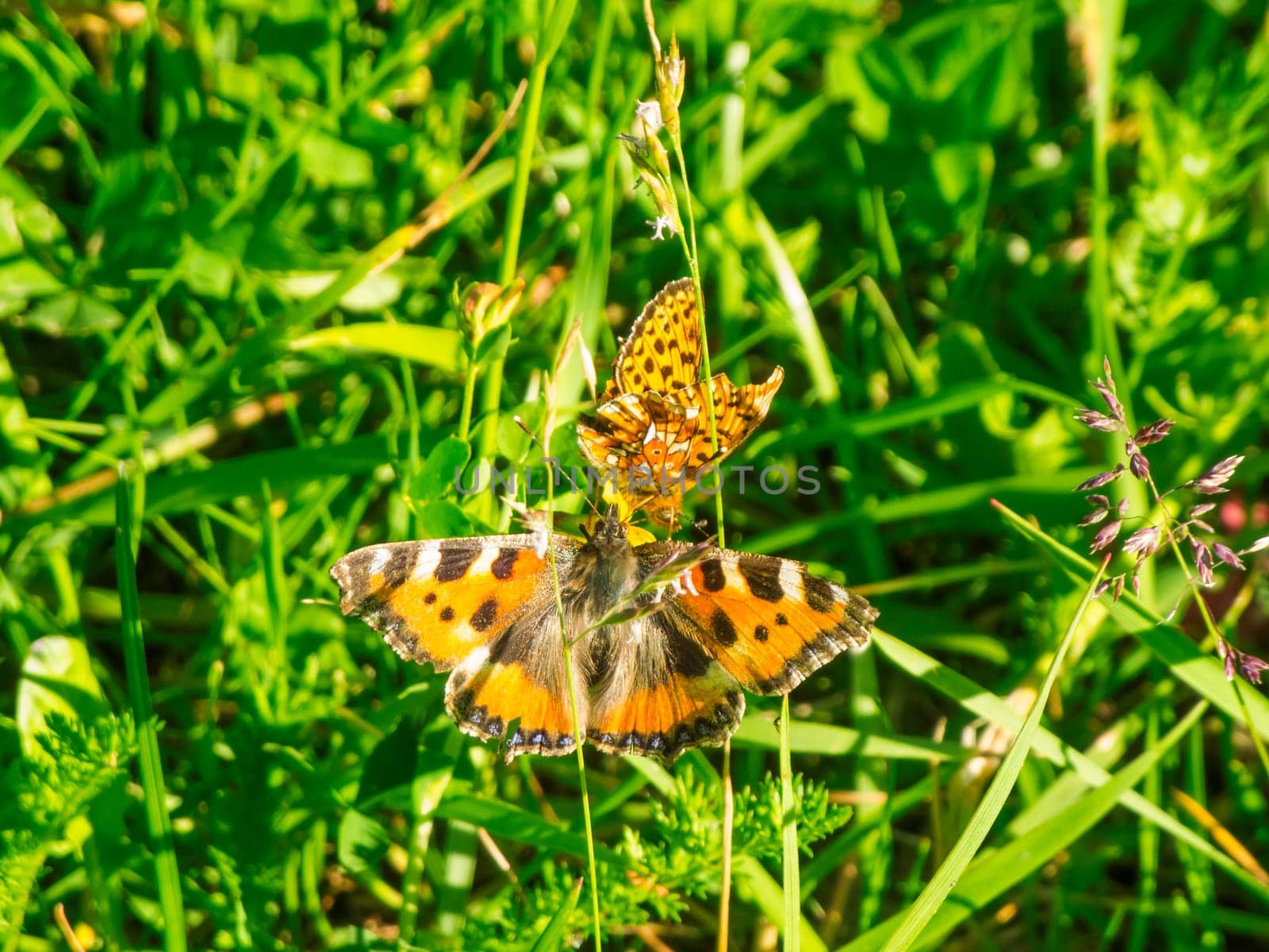 Close-up view of an Emperor's Mantle butterfly (Latin: Argynnis paphia) and a Lesser Fox butterfly (Latin: Aglais urticae) touching each other between grasses.