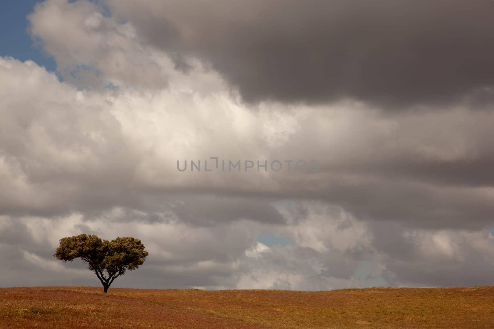 lonely tree in a alentejo farm, the south of portugal
